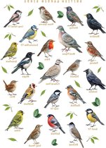 Vogel Identificatie Poster - Vogelkaart Ornithologie - Educatie Thuis - 20 Britse Tuinvogels - A4 29.7 x 21 cm - Multicolour