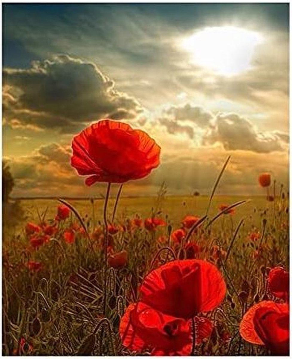 Schilderen op nummer - Bloemen Zonsondergang - Ontspannen Creativiteit - Acrylverf op canvas - 40x50cm - Multicolor