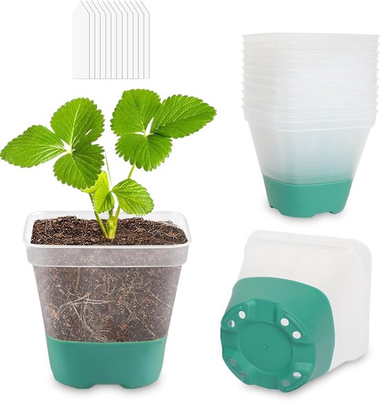 12 kweekbakjes, 12 labels, 8 cm, transparant, met siliconen voet, vierkante plastic kweekbakjes, geschikt voor het kweken van planten binnen en buiten, blauwgroen