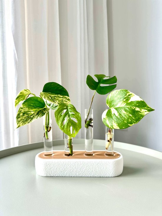 Stek station met 4 Glazen Reageerbuisjes – Kweekstation Kamerplanten – Stekken...