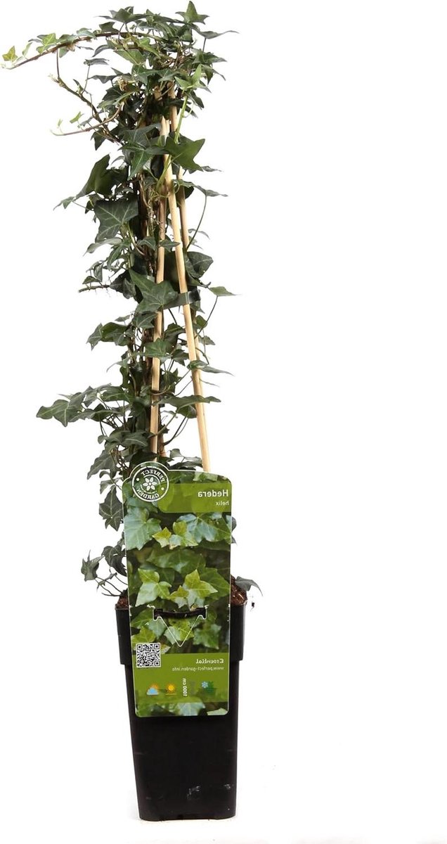 Klimop Plant - Kruipende Plant - Decoratie Binnen - Klaar Kweek - 70 cm Hoog - Groen