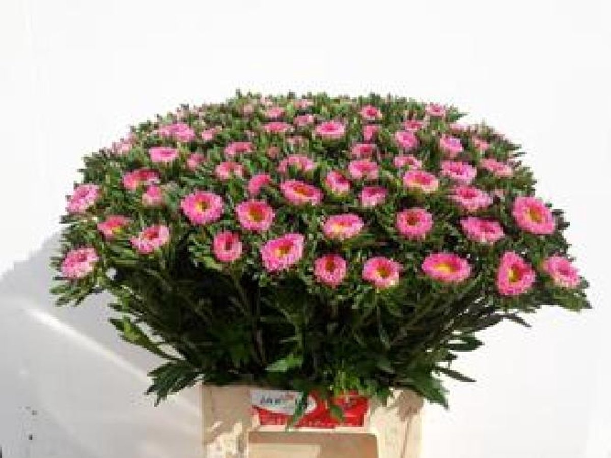 50x Callist.mats.pink 40cm