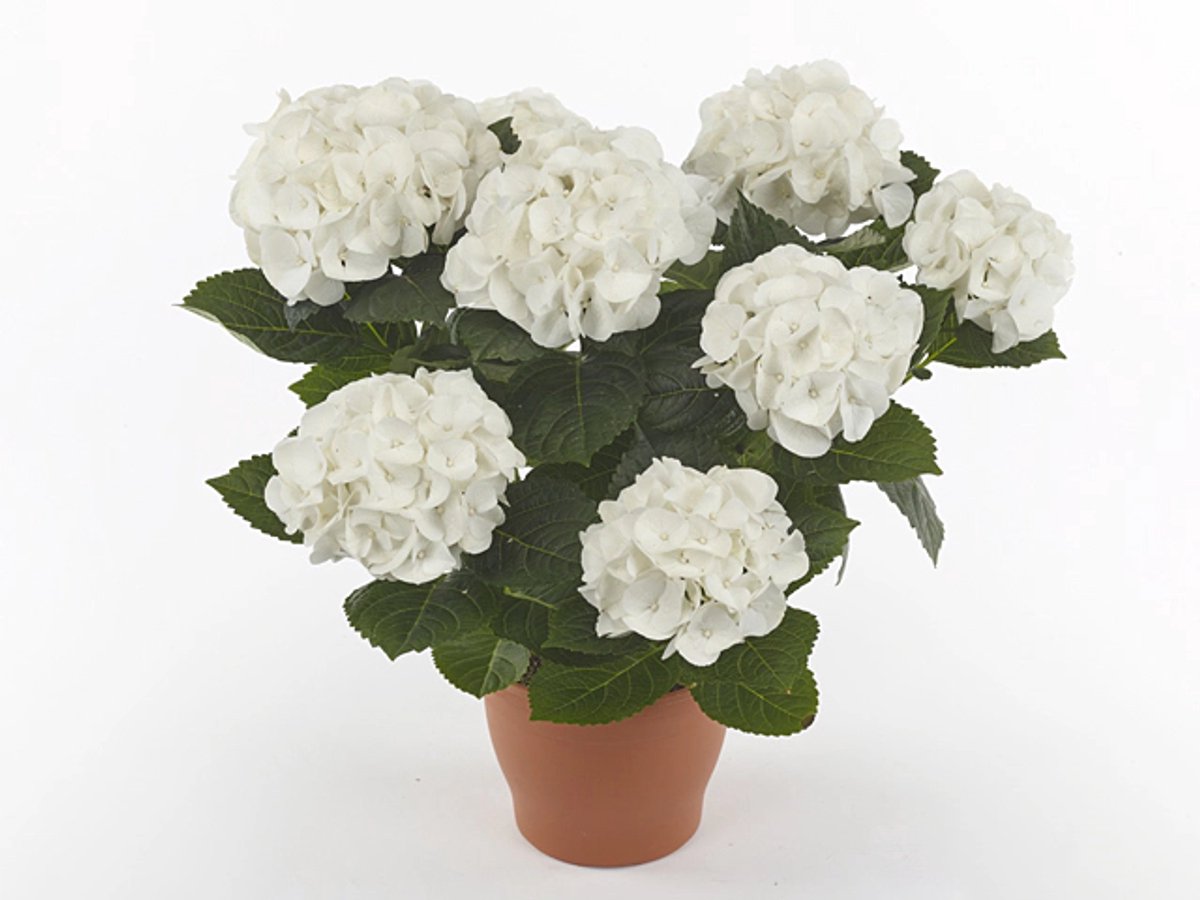 JUNAVERA Hydrangea macrophylla ‘Hi White Sun’ (hortensia) | witbloeiend | ca. 30 cm hoog | in 14 cm pot | voor tuin, terras en balkon