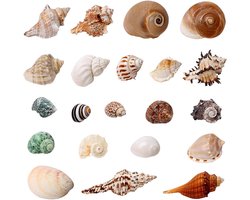 Natuurlijke Schelpen Decoratie Set van 21 Stuks voor Aquariums, Ambachten en Strandkunst, Zand en Schelpen Mix