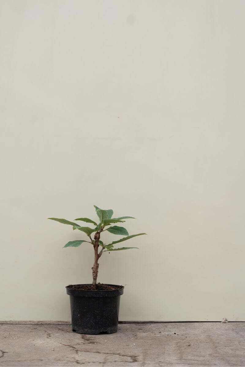 Jonge Pontische Eik | Quercus pontica | 40-60cm hoogte