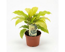 JUNAVERA Calathea Fusion Yellow (Goeppertia lietzei) | 7 cm pot | 15 cm hoog | bont blad voor terrarium en woonkamer
