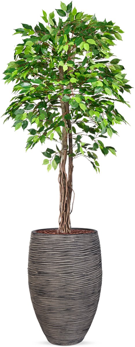HTT Decorations Kunstplant Ficus groen in vaas elegant Rib antraciet H230 cm