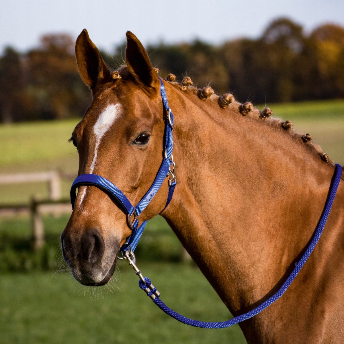Busse Solid Soft Kantara - Extra sterk en comfortabel voor paarden