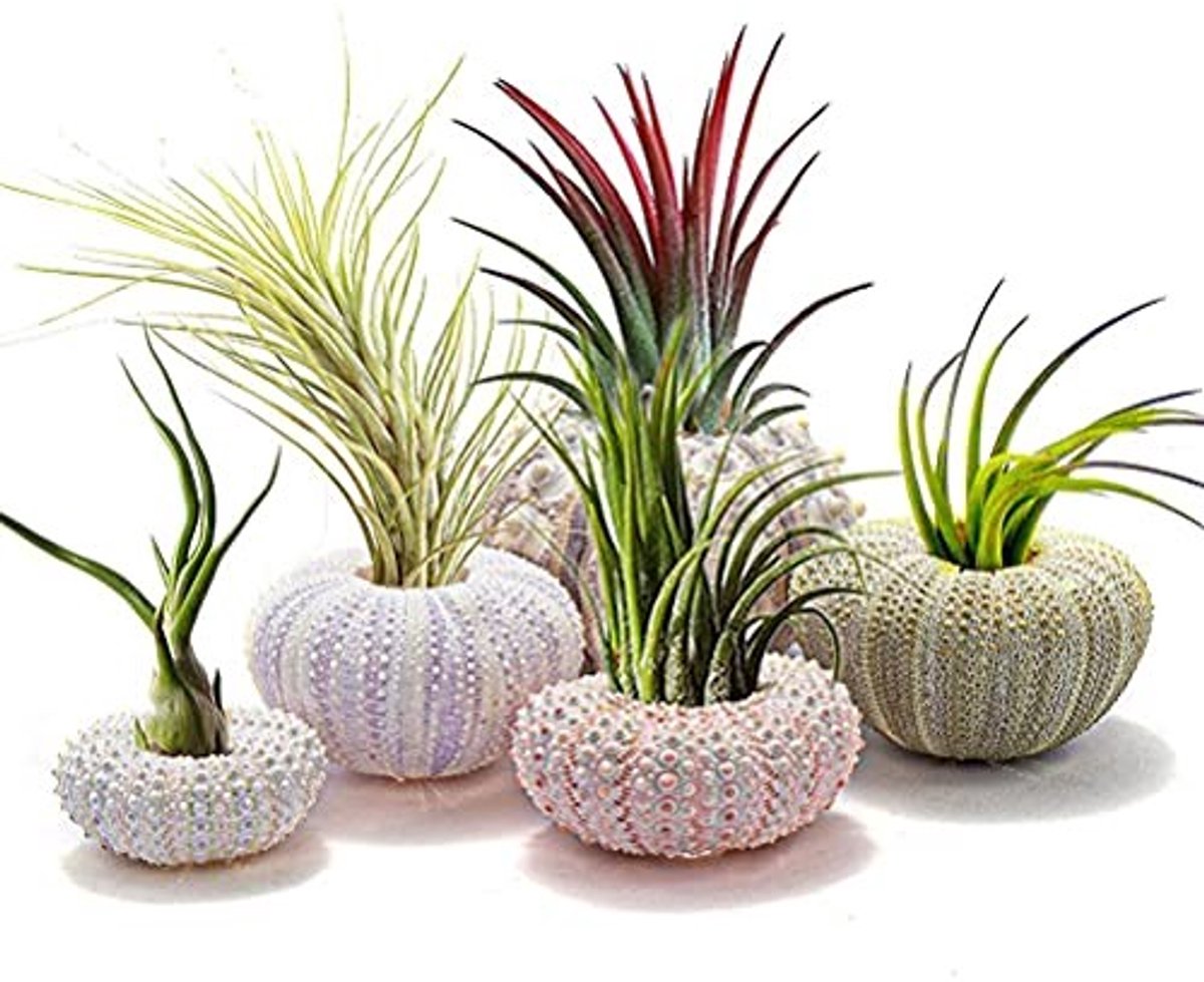 Dailygoods- Plantenpot Decoratief - Schelp Plantenpot - 5-delige Set - Lucht Plantenpot - Modern Design - Afmeting 7x5x3cm - Decoratieve Plantenbak