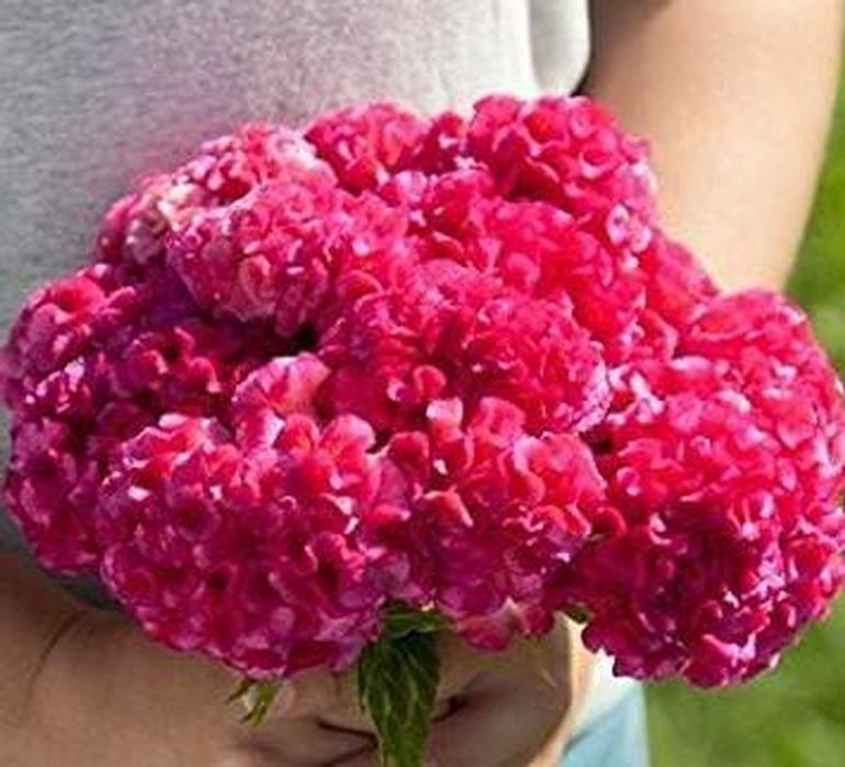Rozen Zaden - Rozenplant Zaden - Tuinieren Thuis - Gemakkelijk te Kweken - 25 Zaden - Roze