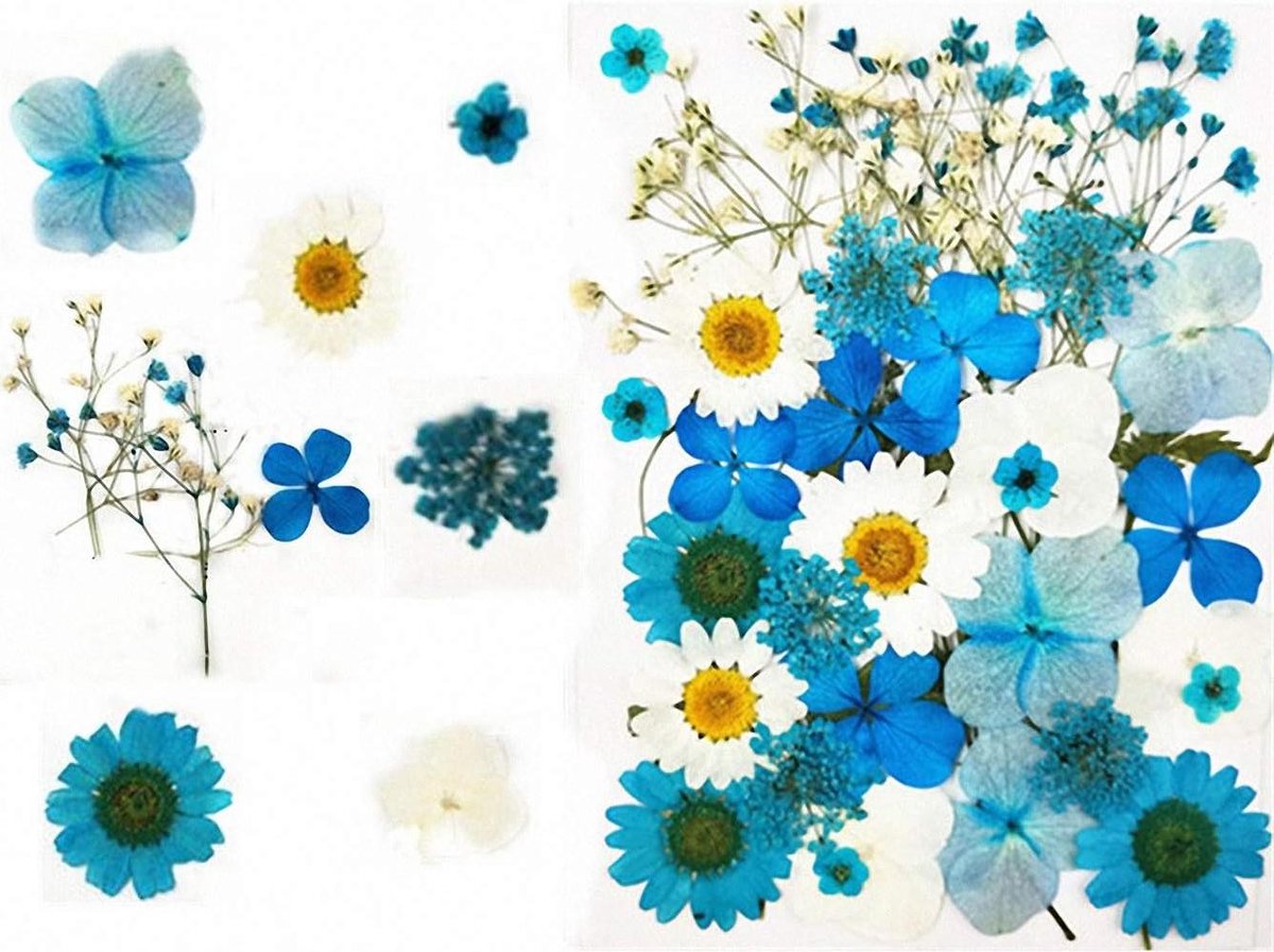 Gedroogde bloemen bladeren - Natuurlijke decoratie - Ambachtelijk knutselen - Echte natuurmaterialen - 35 stuks - Blauw