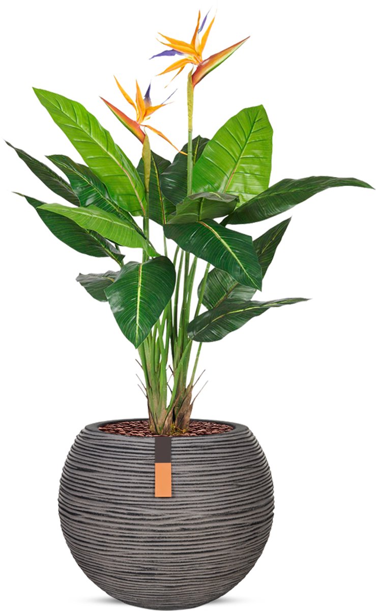 HTT Decorations Kunstplant Strelitzia in Vaas bol Rib antraciet H120 cm