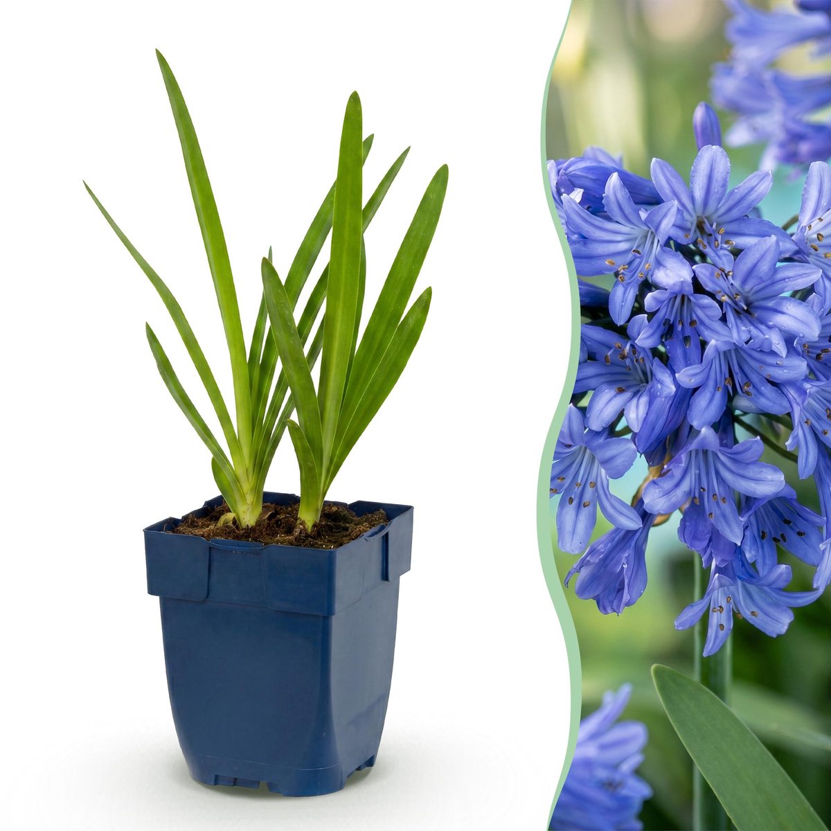 Productfoto van blauwe Agapanthus africanus van Green Boutiq, zes jonge planten in pot