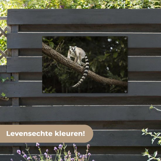 Lémur catta dans son habitat naturel Affiche de jardin 90x60 cm - Toile de jardin / Toile d'extérieur / Peintures d'extérieur (décoration de jardin)