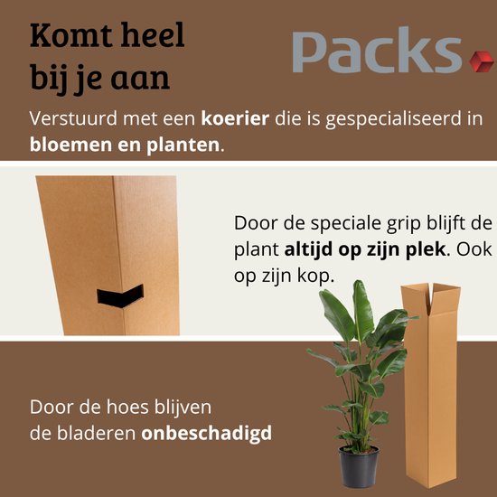 Een Strelitzia Nicolai plant wordt verzonden in een speciale verpakking.