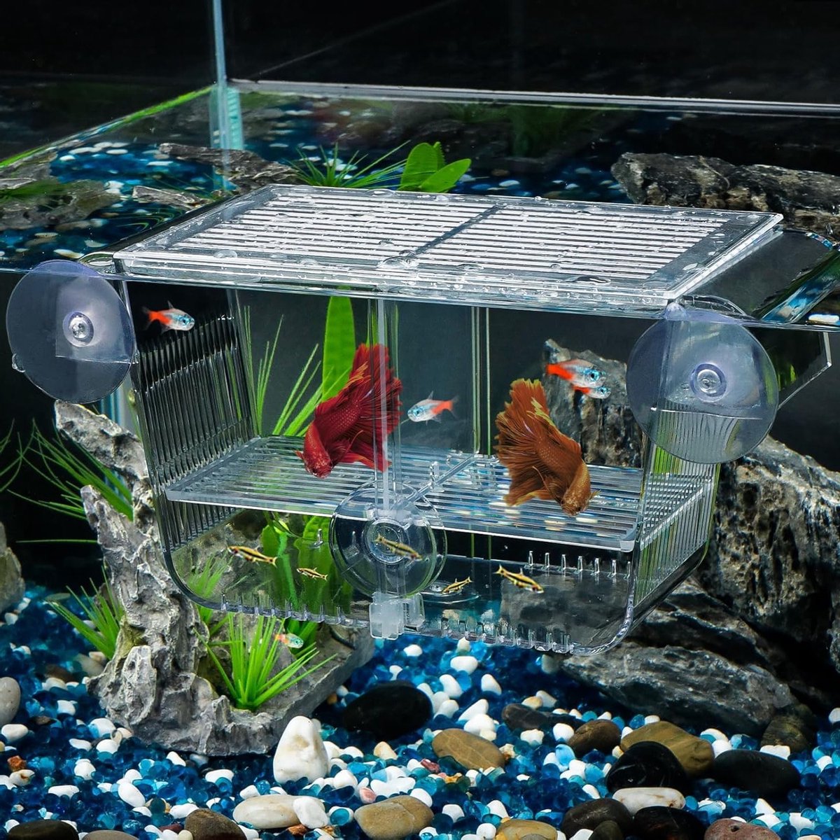 Aquarium Kweekbox voor Baby Vissen met 6 Zuignappen, Acryl Hatcher voor Guppy, Betta en Garnalen