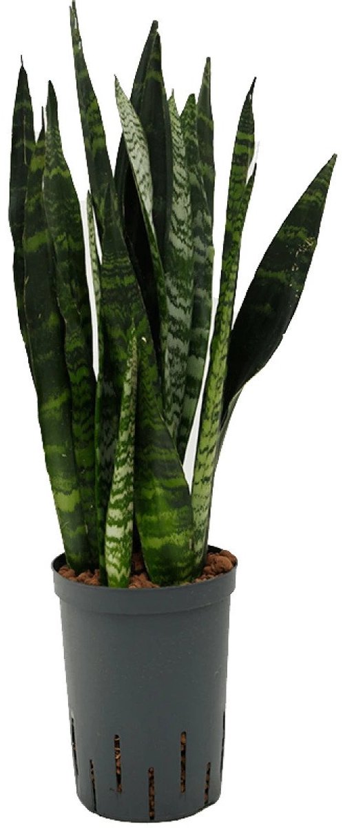 Sansevieria trifasciata 'Black Coral' - Toef Hydrocultuur - 55