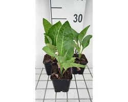 6x Aster - Aster tataricus 'Jindai' | 9x9 cm pot