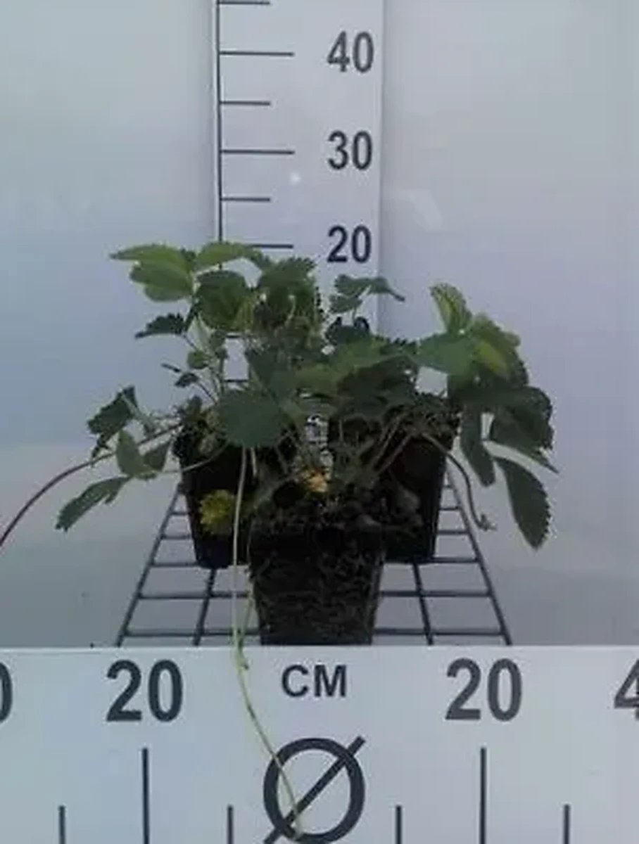 6x Bosaardbei - Fragaria (a) 'Pink Panda' ('frel') | 9x9 cm pot