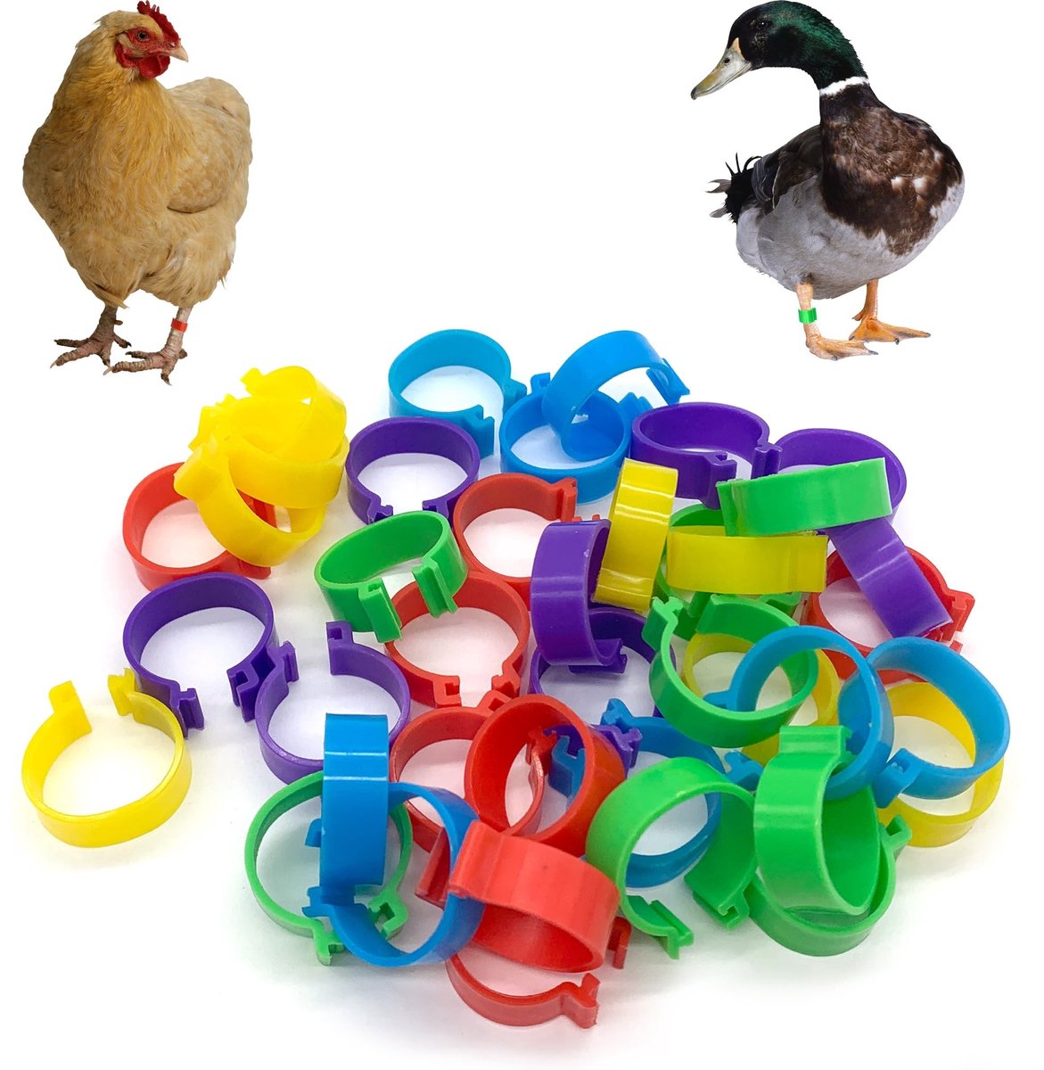 Dailygoods- Enkelbandjes 40 Stuks - Gevogelte Enkelkettinkjes - Duurzaam Kunststof - Kleurenmix - Identificatie Ringen - Geschikt voor Kippen en Eenden - Voetringen
