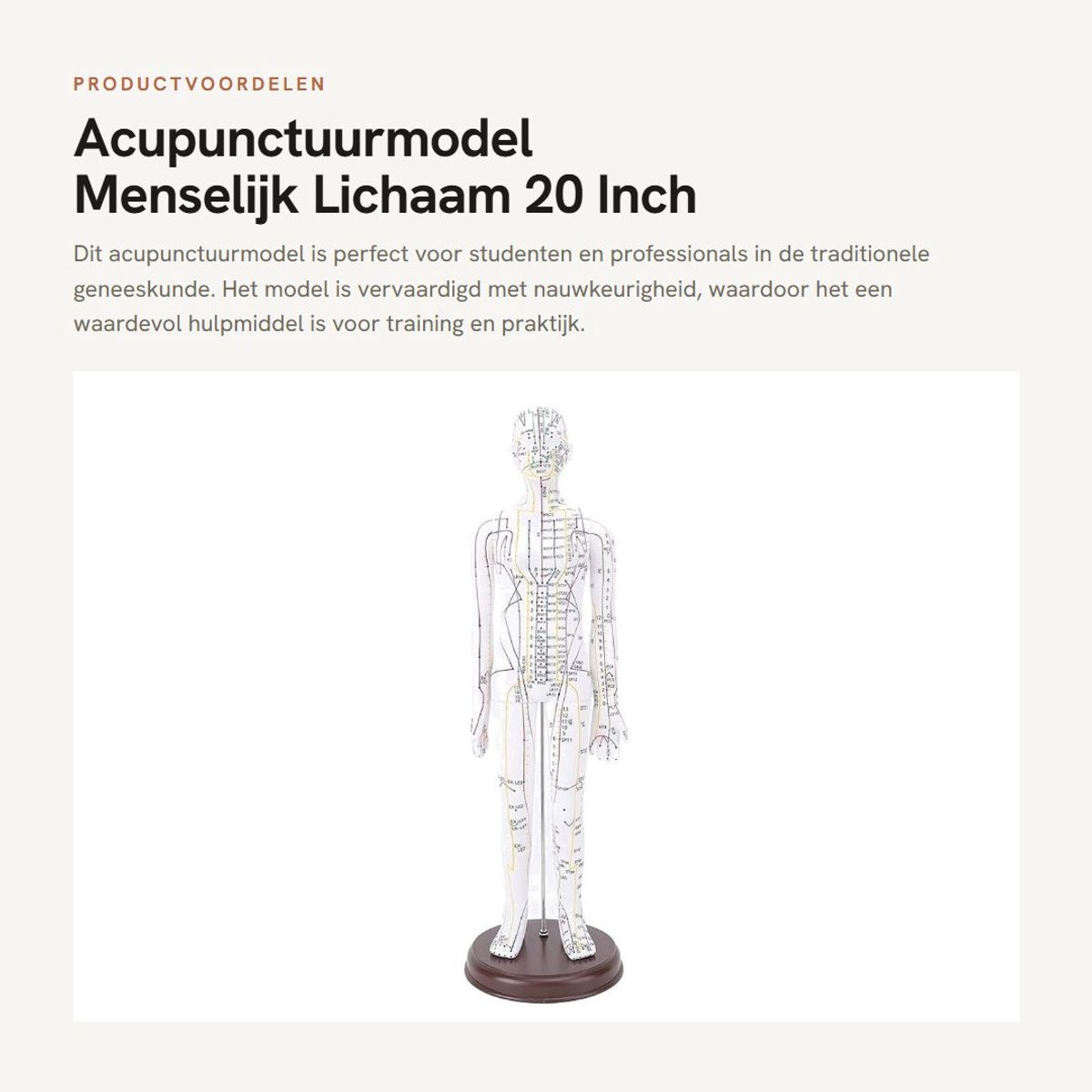 Dailygoods- Acupunctuurmodel 20 Inch - PVC - Anatomie Model - High Definition Gravure - Stabiele Basis - Voor Studenten - Anatomiemodel