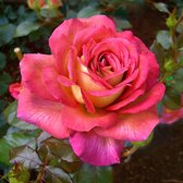 Rosa 'Parfum de Grasse' - Geurende rood-geel-oranje - ↑ 20-45cm - Ø 22cm