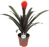 Breasy Bromelia Guzmania Tala Orange | tropisch bloeiende kamerplant| 1 stuks | Ø12cm |  35-50 cm