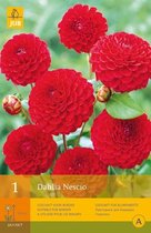 2 stuks 1 Dahlia Nescio