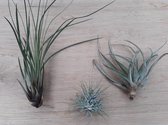 3 stuks! Kamerplant Tillandsia