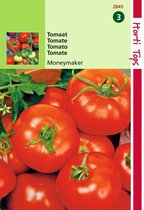 2 stuks Hortitops Tomaten Moneymaker