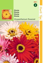 2 stuks HT Zinnia Chrysanthbloemig gemengd
