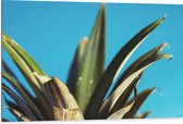 Dibond - Bladeren van Ananas met Blauwe Achtergrond - 105x70 cm Foto op Aluminium (Met Ophangsysteem)