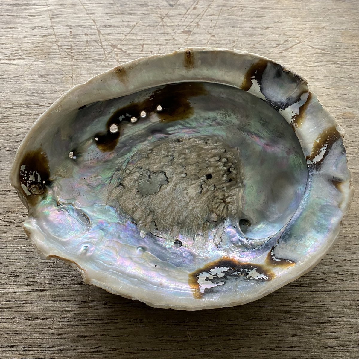 Smudgeset Abalone schelp - Witte Salie - Palo Santo - Smudge - Reinigend - Positiviteit - Thuis - Interieur - Decoratie - Sfeerfilmpje — cadeau in Cadeau-ideeën - foto 5