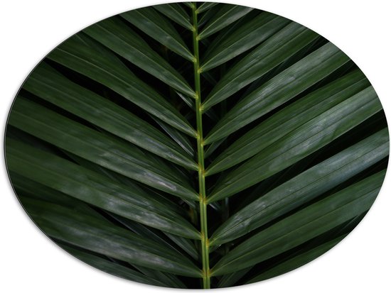 Dibond Ovaal - Close-up van Donkergroene Bladeren van Palmboom - 108x81 cm Foto op Ovaal (Met Ophangsysteem)