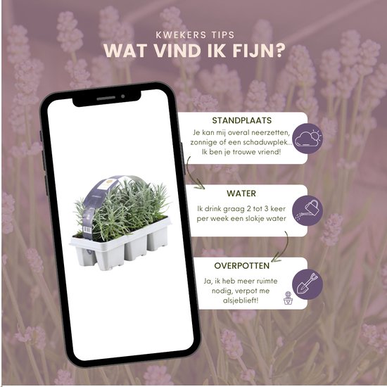 Lavandula Angustifolia - Set Van 36 - Lavendelplant - Draw a Pet
