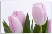 Dibond - Bloemen - Tulpen - Roze - Pastelkleur - Druppels - 60x40 cm Foto op Aluminium (Met Ophangsysteem)