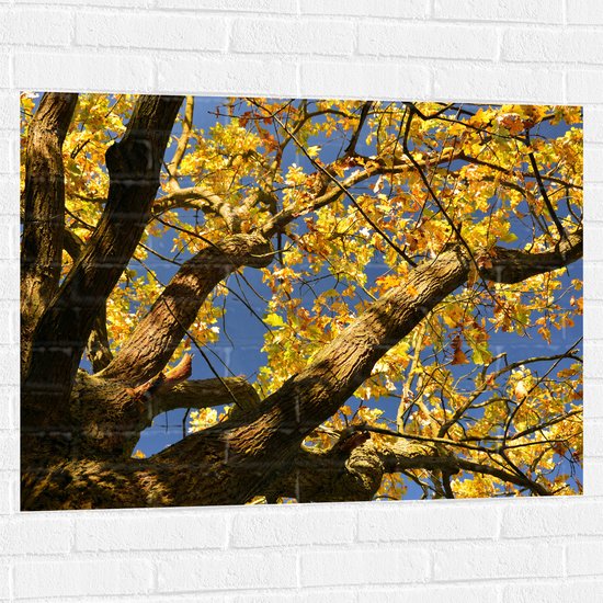 Muursticker - Boom - Herfst - Bladeren - Takken - 100x75 cm Foto op Muursticker