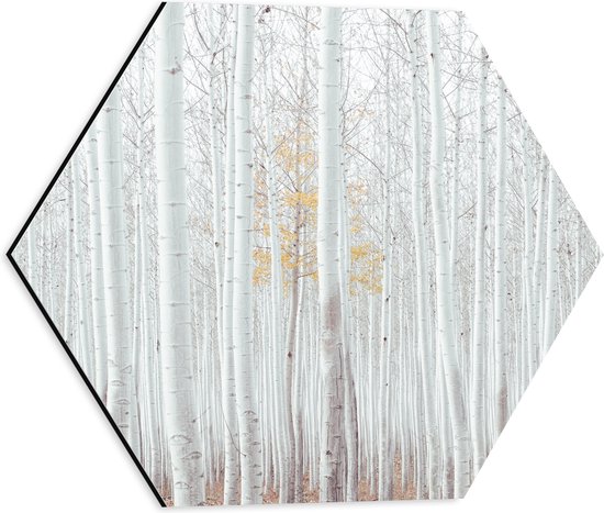 Dibond Hexagon - Bomen - Bossen - Boomstammen - Wit - Natuur - 40x34.8 cm Foto op Hexagon (Met Ophangsysteem)