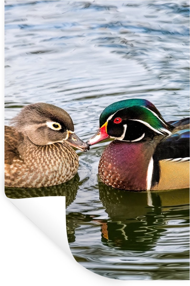 Muurstickers - Sticker Folie - Eend - Vogels - Water - Veren - Dieren - 20x30 cm - Plakfol