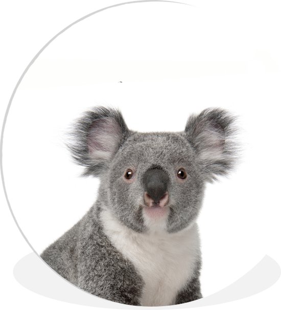 Decoratie kinderkamers - Koala - Dieren - Wit - Wandcirkel dieren - Muurcirkel kinderkamer - Muurdecoratie - ⌀ 90 cm - Kunststof