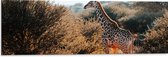 Dibond - Giraffe Lopend tussen de Struiken in Landschap - 90x30 cm Foto op Aluminium (Wanddecoratie van metaal)