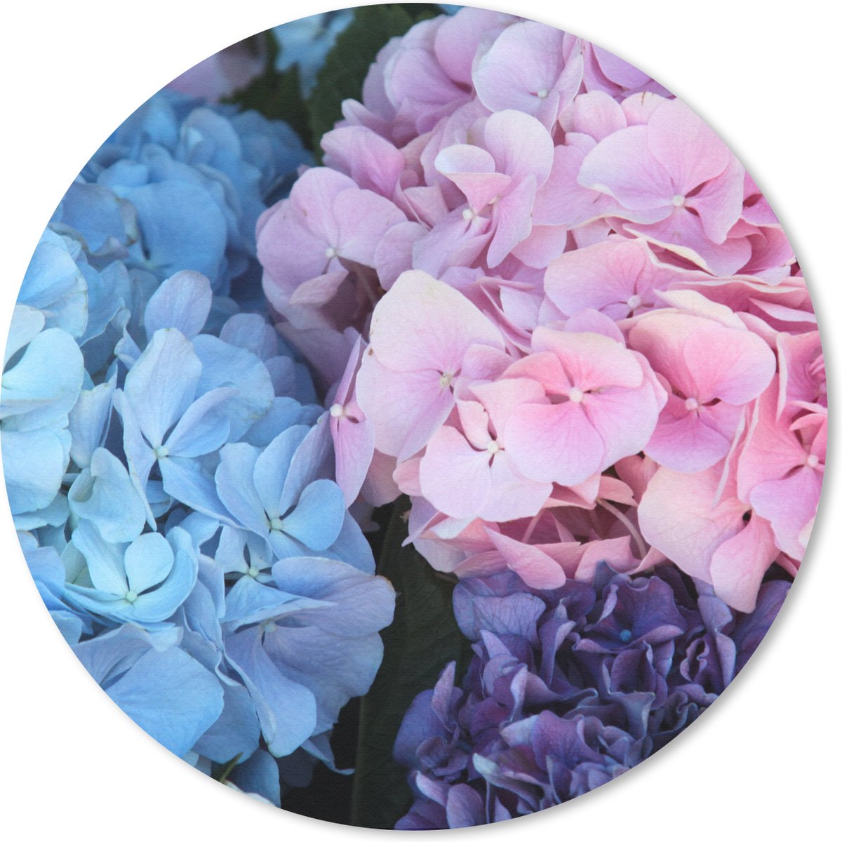 Muismat rond 50x50 cm - Mousepad Bloemen - Struik - Hortensia - Botanisch - Ronde muismatten