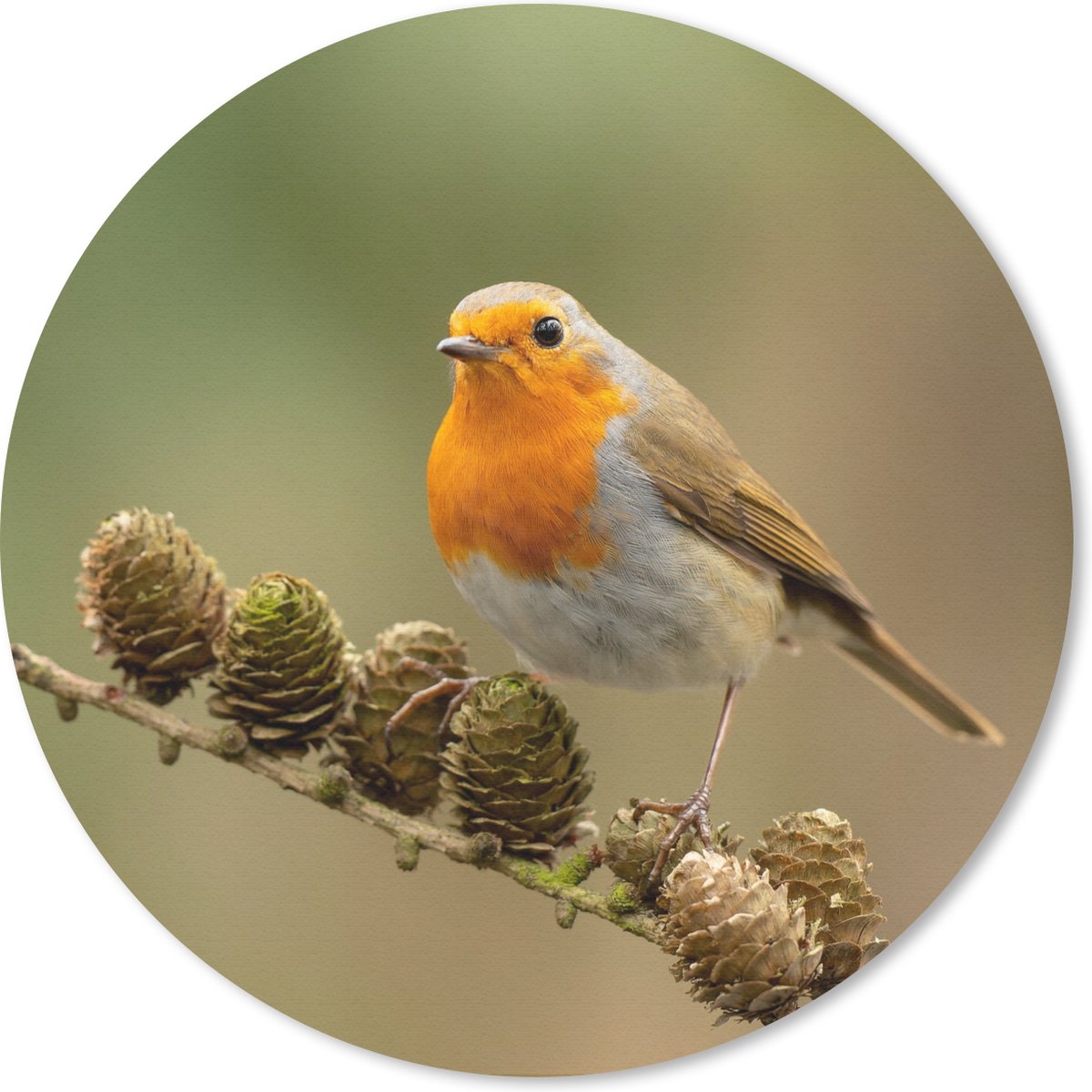 Muismat rond 50x50 cm - Mousepad Vogel - Roodborstje - Dennenappel - Tak - Herfst - Ronde muismatten