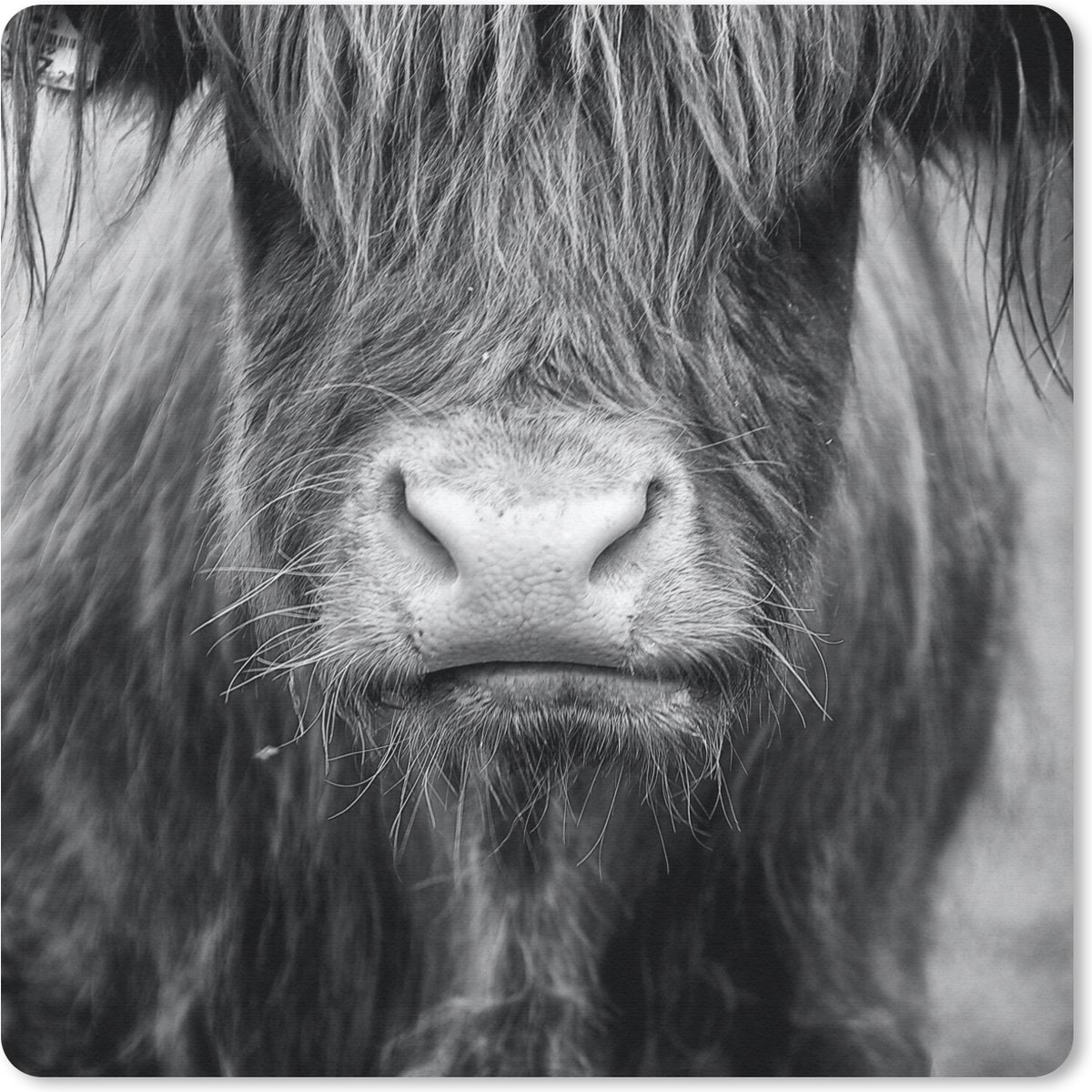 Muismat 30x30 cm - Mousepad Schotse Hooglander - Haar - Dieren - Muismatten