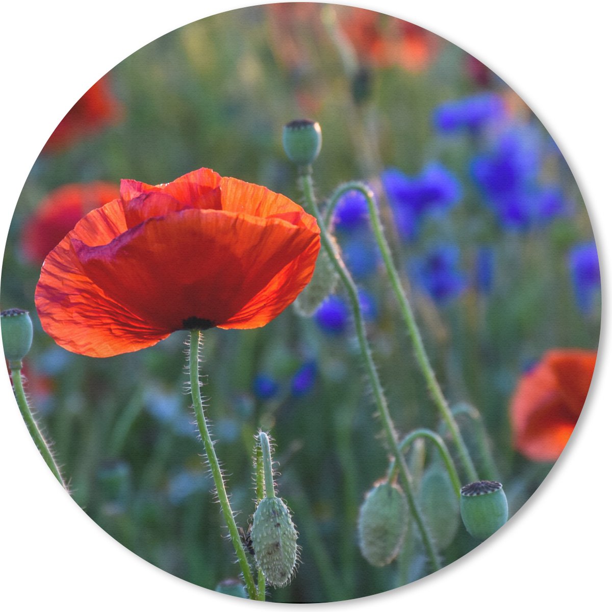 Muismat rond 20x20 cm - Mousepad Kleurrijke Klaprozen in Nederland - Ronde muismatten