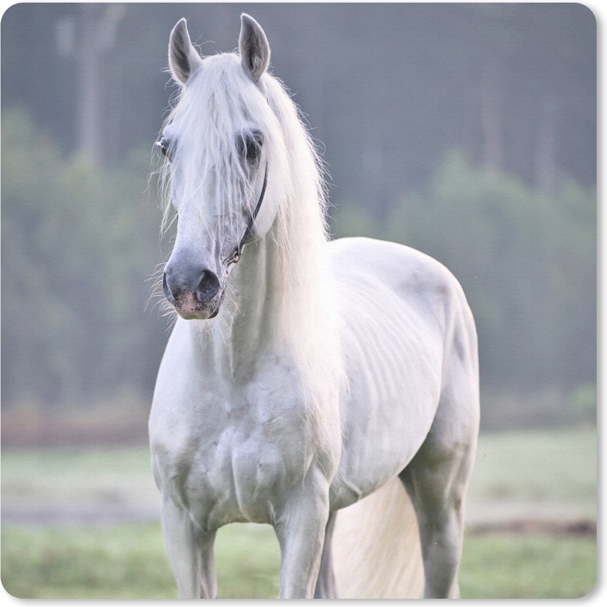 Muismat 30x30 cm - Mousepad Paard - Licht - Ochtend - Muismatten