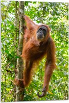 Tuinposter – Orang Oetan Hangend aan Dunne Tak van Boom in Bos - 70x105 cm Foto op Tuinposter (wanddecoratie voor buiten en binnen)