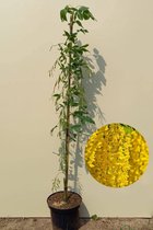 Jonge Gouden Regen boom | Laburnum x watereri 'Vossii' | 100-150cm hoogte