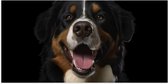 Poster (Mat) - Portretfoto van Berner Sennen Hond met Open Mond - 100x50 cm Foto op Posterpapier met een Matte look
