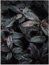 Poster Glanzend – Bladeren - Planten - Natuur - Donker - 30x40 cm Foto op Posterpapier met Glanzende Afwerking